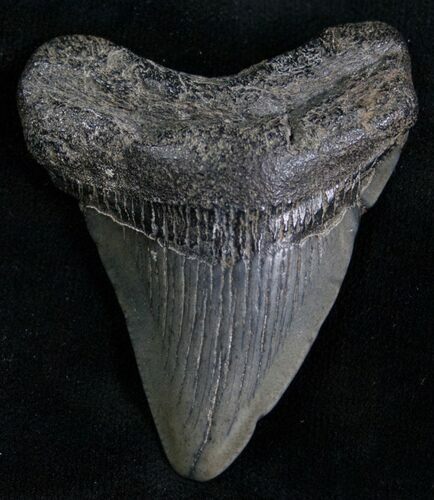 Megalodon Tooth - Peace River, Florida #7307